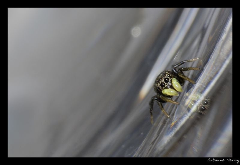 guillaume_verny_macro_10