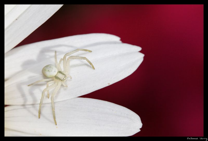 guillaume_verny_macro_16