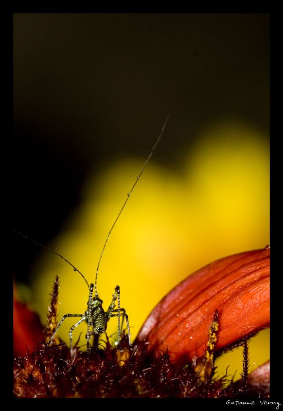 guillaume_verny_macro_5